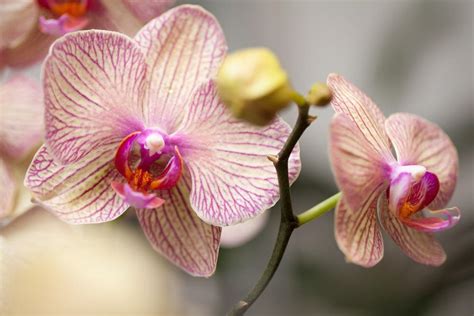 Consigli Semplici E Pratici Per Far Fiorire Le Orchidee In Casa