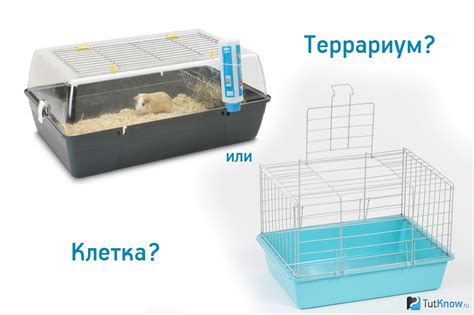 Морская свинка: питание, уход и содержание