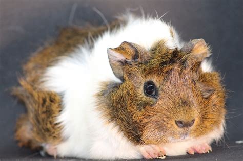 10 Best Guinea Pig Cages With Tubes Reviewed 2025 Reviews