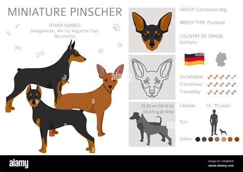 Miniature pinscher clipart. Different poses, coat colors set. Vector ...