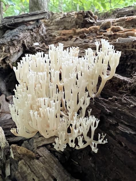 Crown Tipped Coral Fungus From Albert Johnson Rd Nashville IN US On