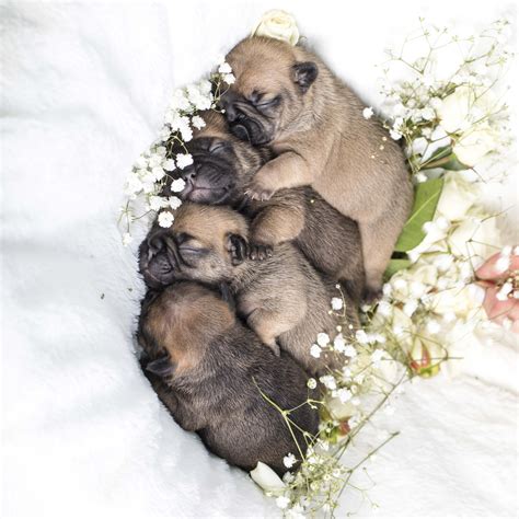 Rare coat colors will appear in the next boy cavalier litter 4