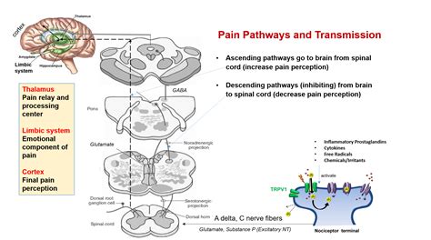 Pain pathways