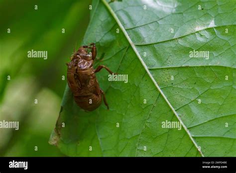 Empty Dried Cicada Shell Clinging To The Underside Of A Large Green