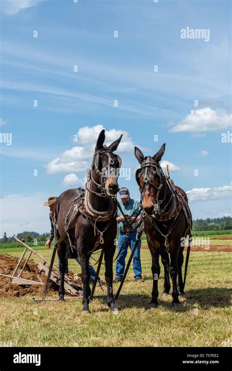 Mule Team Resting At The End Of A Furrow International Plowing