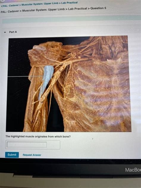 Solved Muscular System Upper Limb Lab Practical PAL Chegg