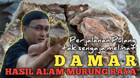 Hasil Hutan Damar Ketemu Saat Perjalanan Pulang Ke Murung Raya Youtube