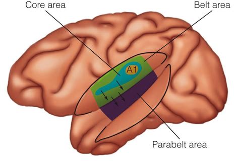 The Auditory Cortex — Brain And Language