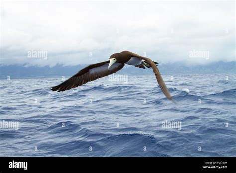 Sea Bird Flying Over Ocean Waves Close Up Stock Photo Alamy