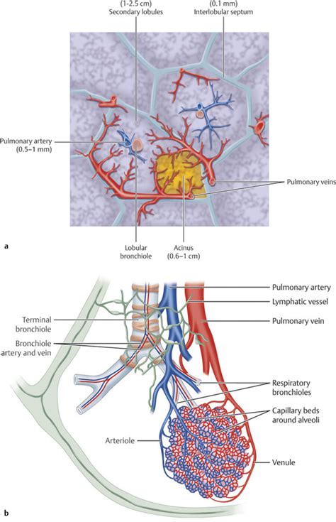 4 Lungs Radiology Key