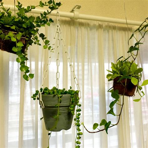 10分で完成！部屋が狭くても観葉植物を飾れるハンギングディスプレイとは？｜infoseekニュース