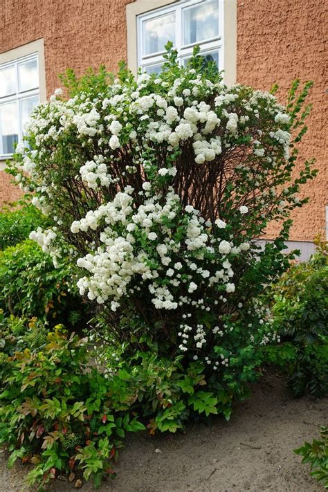 Spiraea Vanhouttei Blooms With White Flowers In May Berlin Germany