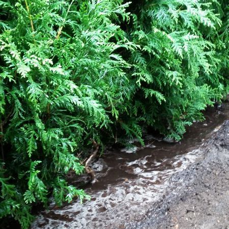 Lebensbaum Thuja Brabant Pflege Schneiden Umpflanzen