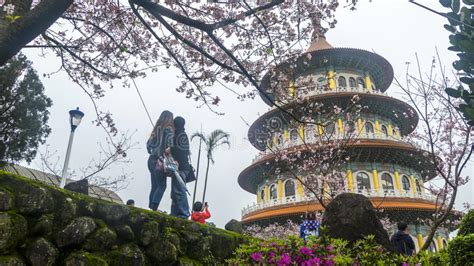 Templo De Tien Yuan A Flor De Cerejeira Em Taipei Fotografia