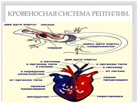 Кровеносная система дождевого червя - презентация онлайн