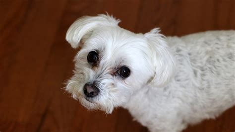 Bichon Maltais caractère éducation santé alimentation