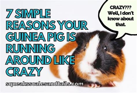 7 Simple Reasons Your Guinea Pig Is Running Around Like Crazy Squeaks