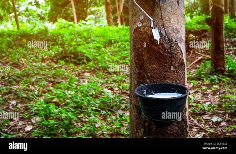 Rubber Tree Plantation Rubber Tapping In Rubber Tree Garden In