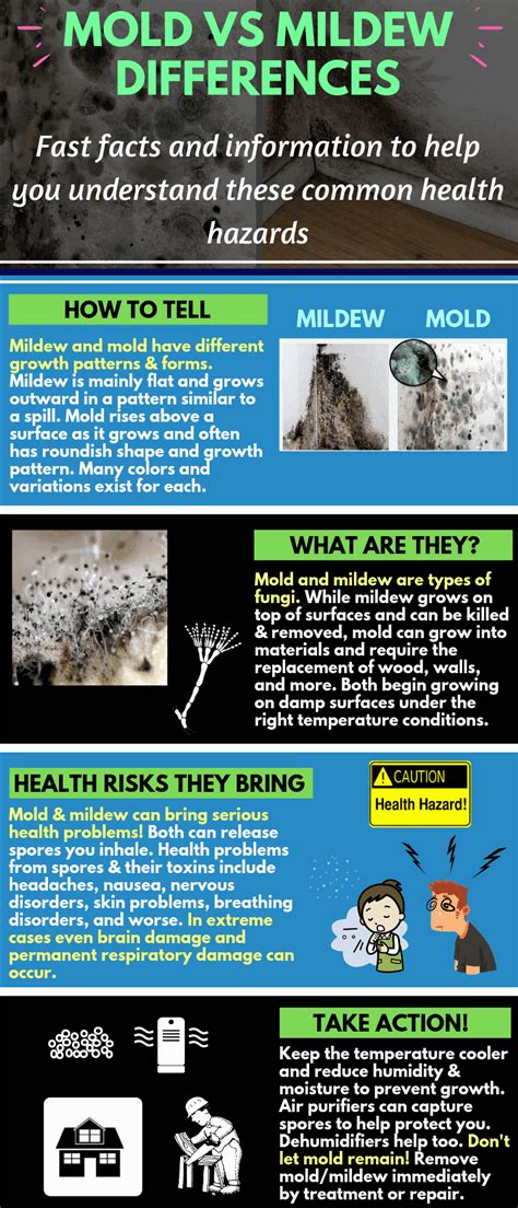 What Is The Difference Between Mold and Mildew?