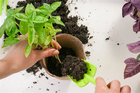 Quer manter suas plantas saudáveis e produtivas Então confira essas dicas