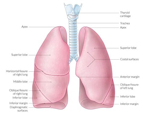 Lung Lobes Diagram