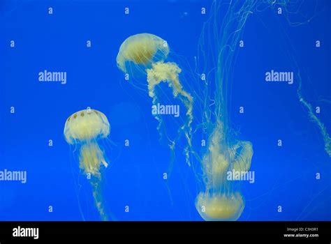 Mexico. Veracruz city. Aquarium Stock Photo - Alamy