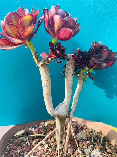 Rare Black Aeonium Bonsai Old Trunk Live Rooted Get 2 Free Etsy