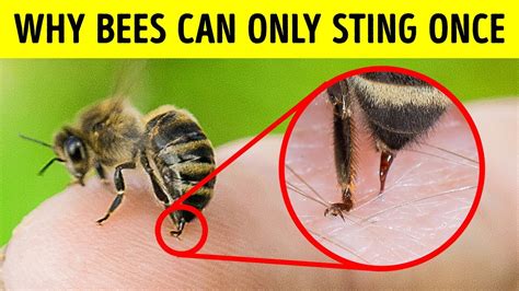 Why Bees Dont Survive After Stinging You And Other Animal Facts