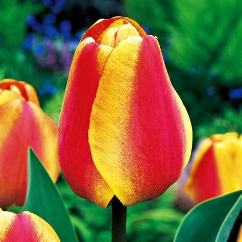 Tulipan Darwina Apeldorn S Elite Szt Tulipany Cebulki Tulipan W