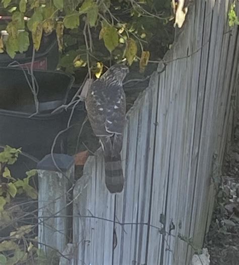this hawk keeps coming back. i don’t know what to do : r/BackYardChickens