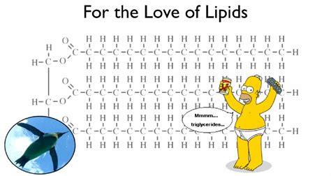 Lipids yr 9