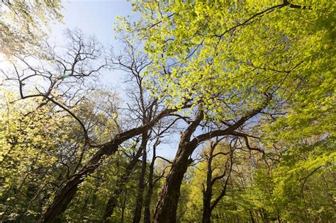 Premium Photo | Young green foliage on different types of trees