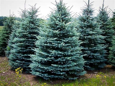 Baby Blue Eyes Spruce Plant Library Pahls Market Apple Valley Mn