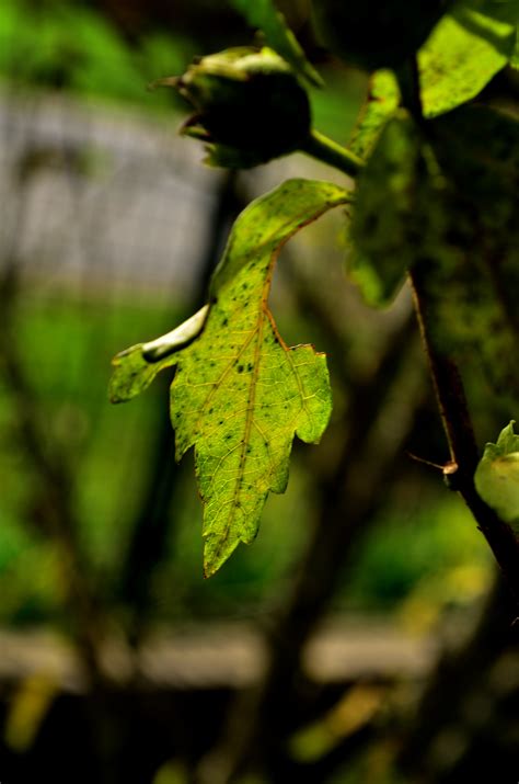 Free Images Tree Nature Forest Grass Branch Sunlight Leaf Flower Wildlife Green