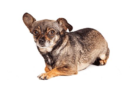 Chihuahua Mix 30 Adorable Chihuahua Mixes Youll Love