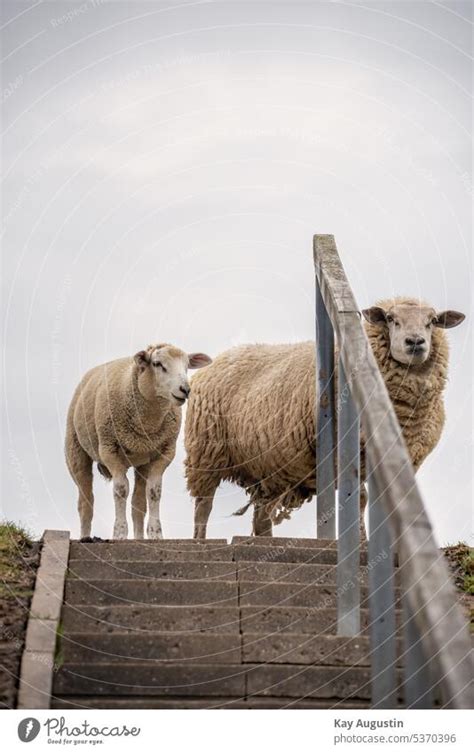 Schafe An Einer Treppe Ein Lizenzfreies Stock Foto Von Photocase