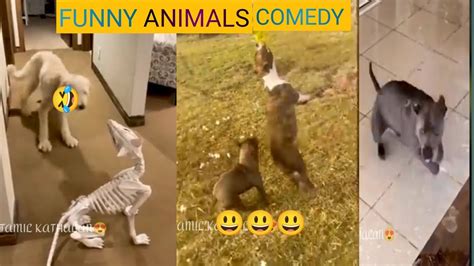 New Funny Animals 🤣funniest Dog And Cats Comedy Videos 😸🐶 🤣🤣🤣🤣 Youtube