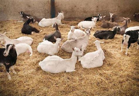 Goats Sitting In Pen On Farm Stock Photo Dissolve