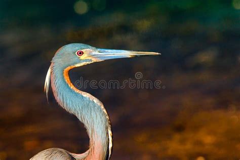 Bird With Long Beak Or Bill Stock Photo Image Of Profile Neck 25827580