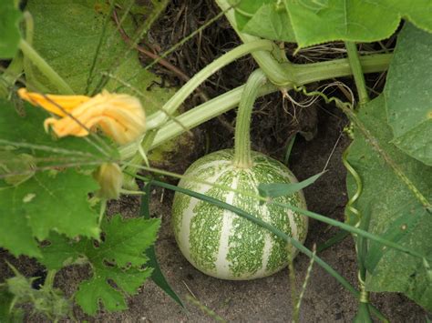 God's Growing Garden: gourds, Gourds, GOURDS!