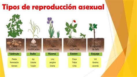 ReproducciÓn Asexual De Las Plantas Qué Es Características Tipos Y