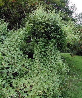 Pca Alien Plant Working Group Mile A Minute Weed Persicaria Perfoliata