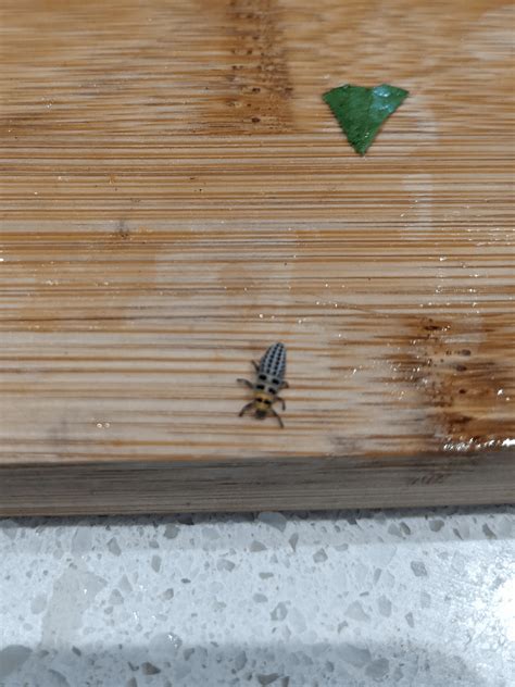 Whos This Bug Sharing My Spinach R Gardeningaustralia