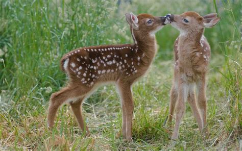 Baby Deer Wallpapers Desktop