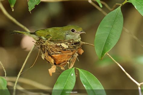 Soldadinho Do Araripe Biomas Mercur