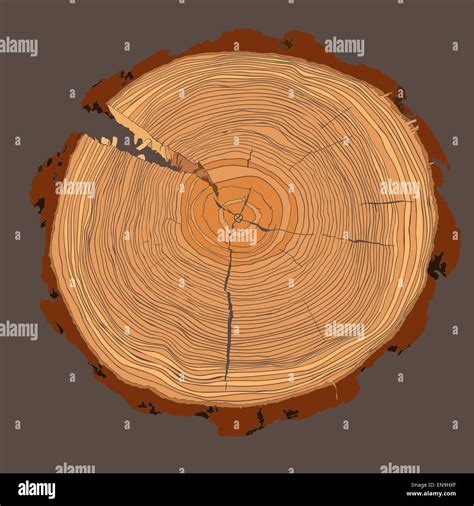 Annual Tree Growth Rings With Brown Tonesdrawing Of The Cross Section