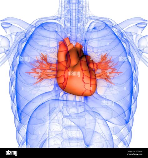 Human Circulatory System Heart