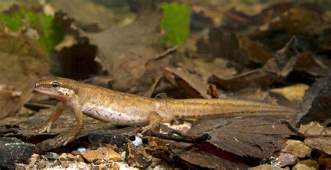 British Newts A Guide To The Three Main Species Of Newt In The Uk