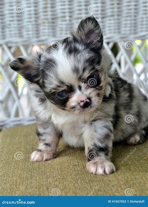 Chiwawas 26 photo stock. Image of race, merle, crabot - 41657052