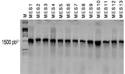 Amplification Of Rdna 16s Gene By Polymerase Chain Reaction And Download Scientific Diagram